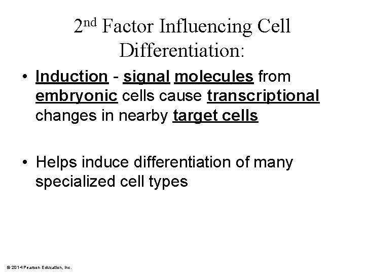 2 nd Factor Influencing Cell Differentiation: • Induction - signal molecules from embryonic cells