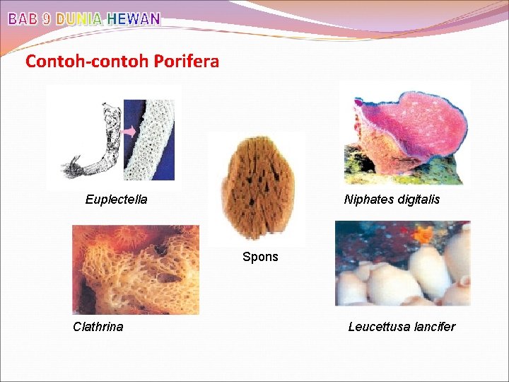 Contoh-contoh Porifera Euplectella Niphates digitalis Spons Clathrina Leucettusa lancifer 