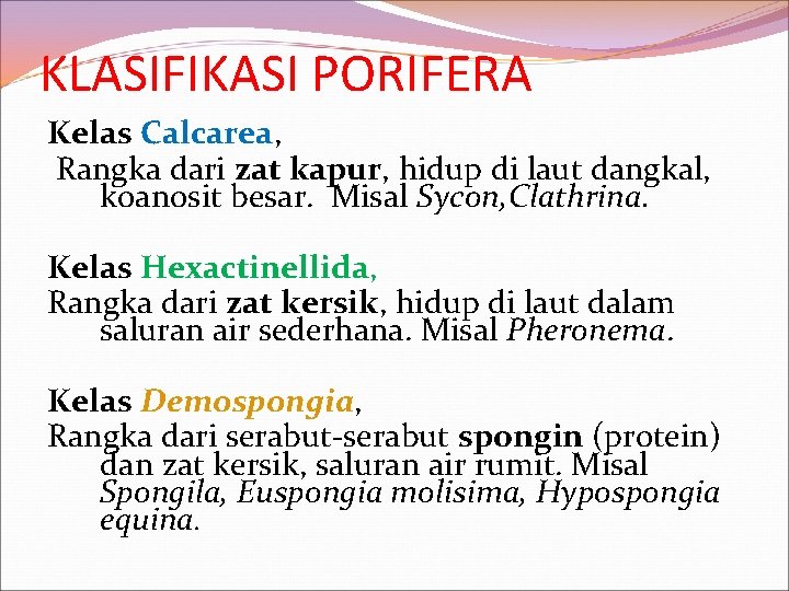 KLASIFIKASI PORIFERA Kelas Calcarea, Rangka dari zat kapur, hidup di laut dangkal, koanosit besar.