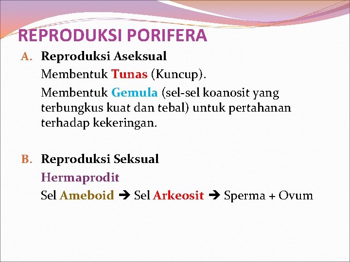 REPRODUKSI PORIFERA A. Reproduksi Aseksual Membentuk Tunas (Kuncup). Membentuk Gemula (sel-sel koanosit yang terbungkus