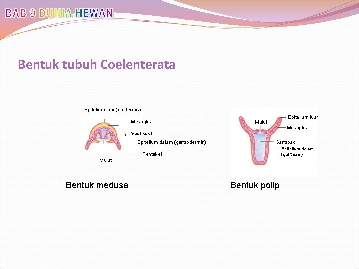 Bentuk tubuh Coelenterata Epitelium luar (epidermis) Mesoglea Epitelium luar Mulut Mesoglea Gastrosol Epitelium dalam