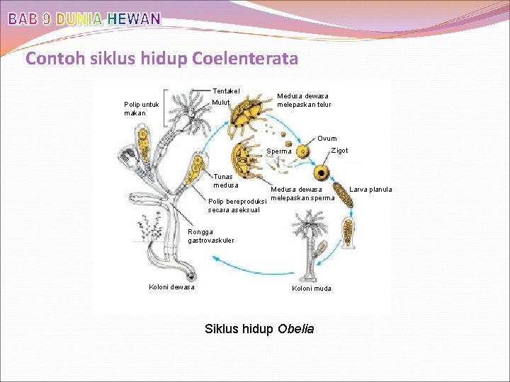 Contoh siklus hidup Coelenterata Tentakel Mulut Polip untuk makan Medusa dewasa melepaskan telur Ovum