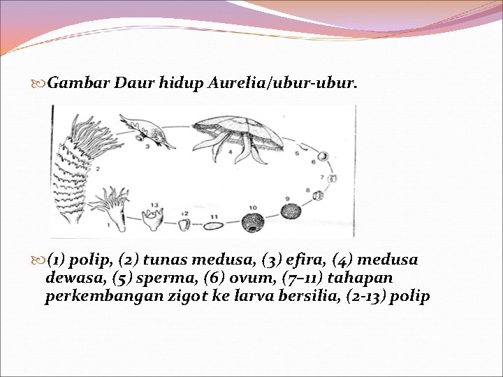  Gambar Daur hidup Aurelia/ubur-ubur. (1) polip, (2) tunas medusa, (3) efira, (4) medusa