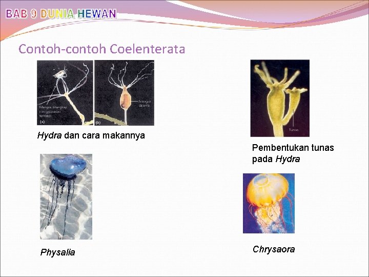 Contoh-contoh Coelenterata Hydra dan cara makannya Pembentukan tunas pada Hydra Physalia Chrysaora 