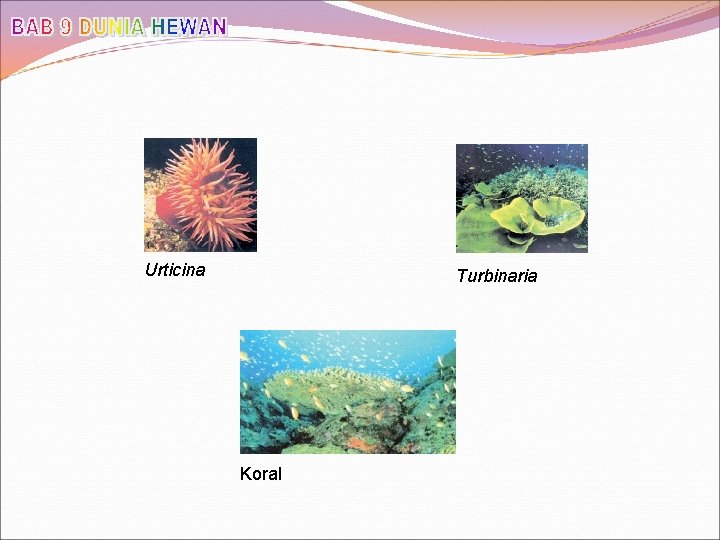 Urticina Turbinaria Koral 
