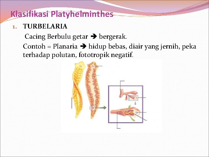 Klasifikasi Platyhelminthes 1. TURBELARIA Cacing Berbulu getar bergerak. Contoh = Planaria hidup bebas, diair