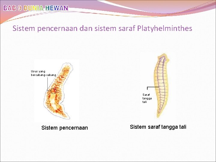 Sistem pencernaan dan sistem saraf Platyhelminthes Usus yang bercabang-cabang Saraf tangga tali Sistem pencernaan