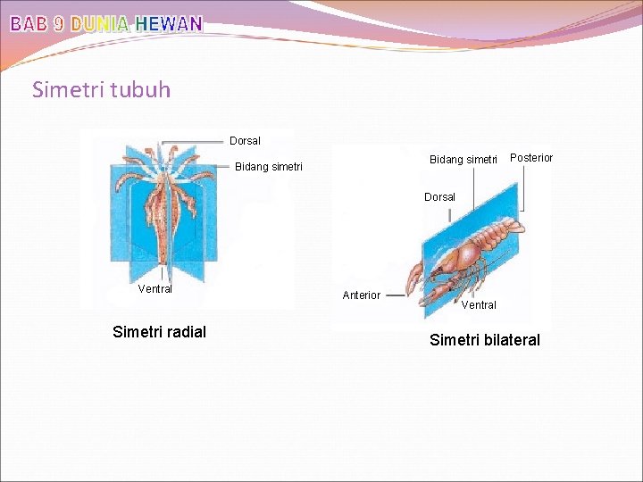 Simetri tubuh Dorsal Bidang simetri Posterior Dorsal Ventral Simetri radial Anterior Ventral Simetri bilateral