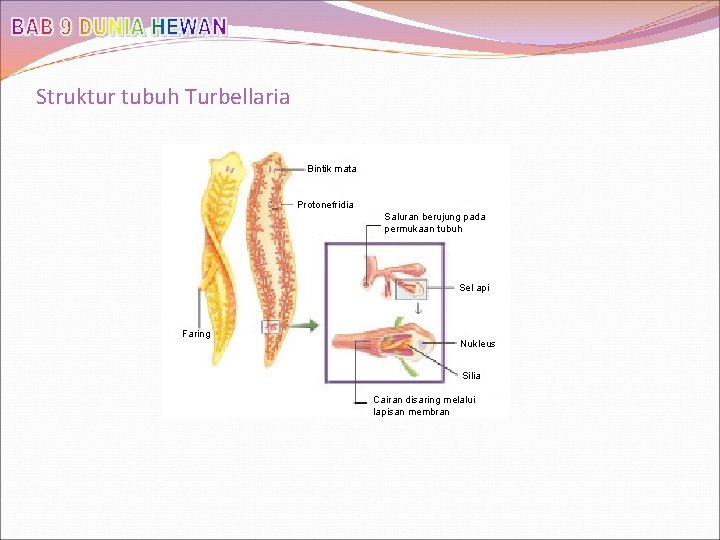 Struktur tubuh Turbellaria Bintik mata Protonefridia Saluran berujung pada permukaan tubuh Sel api Faring