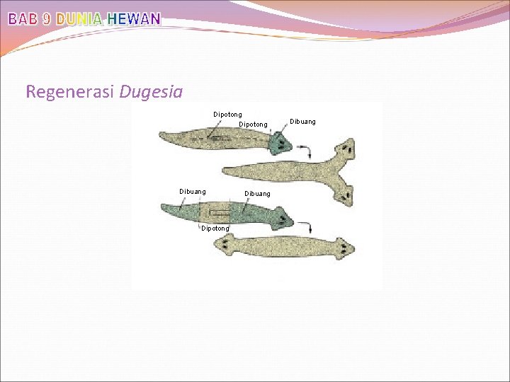 Regenerasi Dugesia Dipotong Dibuang 