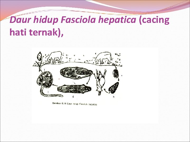 Daur hidup Fasciola hepatica (cacing hati ternak), 