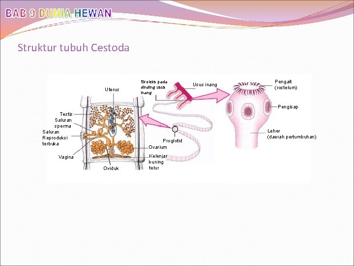 Struktur tubuh Cestoda Uterus Skoleks pada dinding usus inang Usus inang Pengait (rostelum) Pengisap