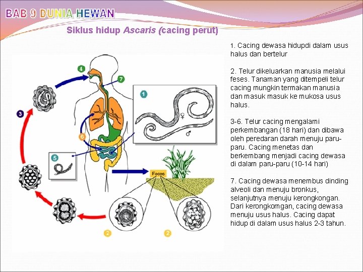 Siklus hidup Ascaris (cacing perut) 1. Cacing dewasa hidupdi dalam usus halus dan bertelur