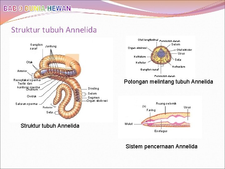 Struktur tubuh Annelida Otot longitudinal Pembuluh darah Selom Ganglion Jantung saraf Organ ekskresi Otot