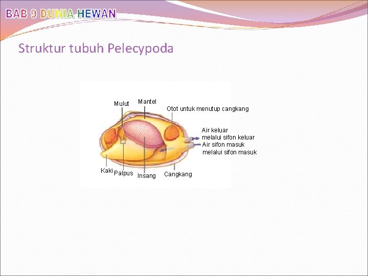 Struktur tubuh Pelecypoda Mulut Mantel Otot untuk menutup cangkang Air keluar melalui sifon keluar