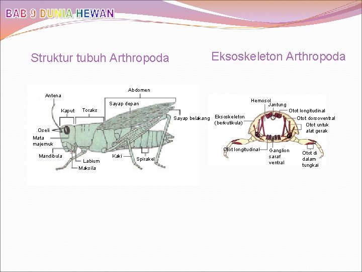 Eksoskeleton Arthropoda Struktur tubuh Arthropoda Abdomen Antena Hemosol Jantung Sayap depan Kaput Toraks Sayap