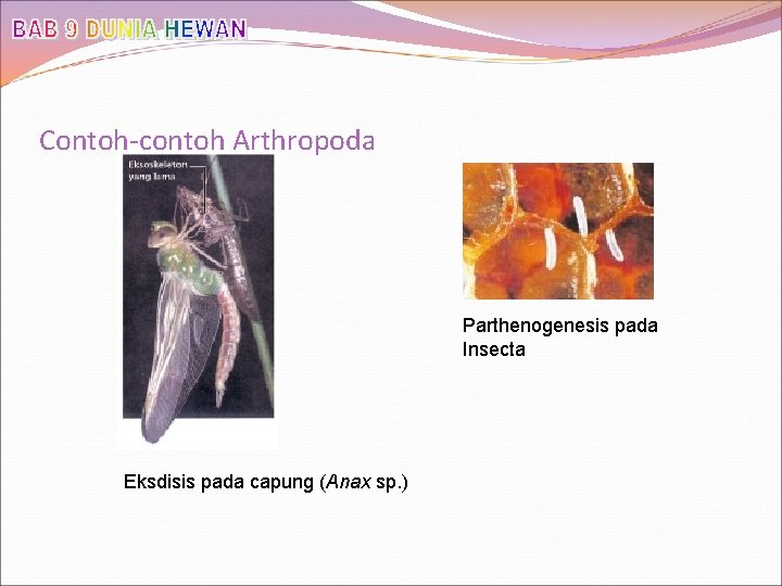 Contoh-contoh Arthropoda Parthenogenesis pada Insecta Eksdisis pada capung (Anax sp. ) 