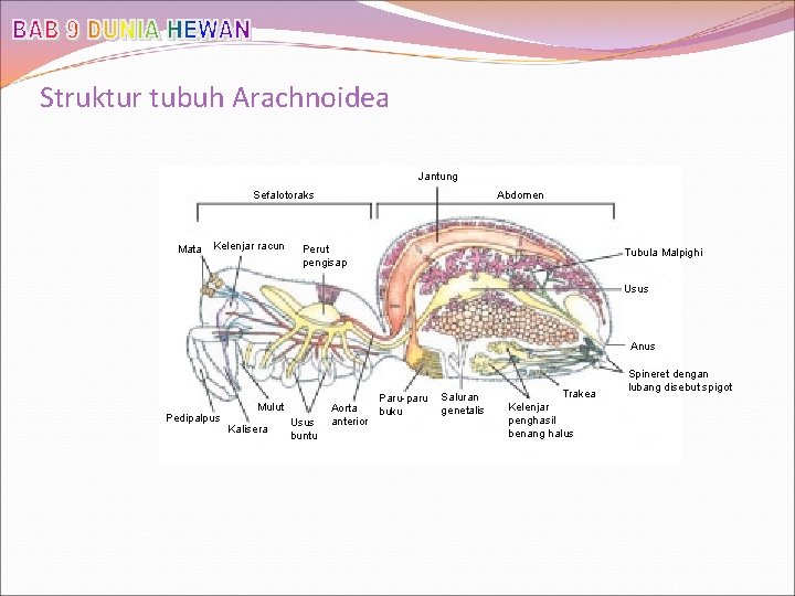 Struktur tubuh Arachnoidea Jantung Sefalotoraks Mata Kelenjar racun Abdomen Perut pengisap Tubula Malpighi Usus