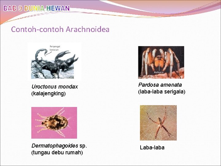 Contoh-contoh Arachnoidea Uroctonus mondax (kalajengking) Dermatophagoides sp. (tungau debu rumah) Pardosa amenata (laba-laba serigala)