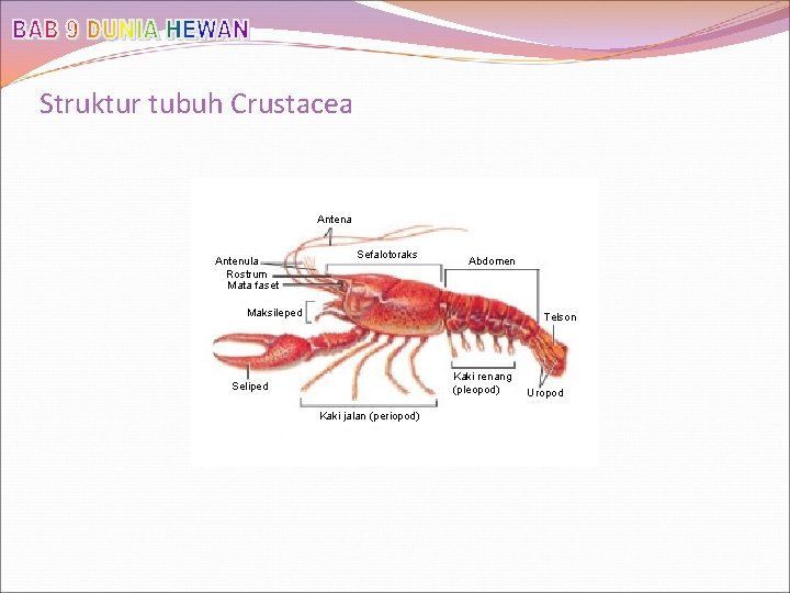 Struktur tubuh Crustacea Antenula Rostrum Mata faset Sefalotoraks Abdomen Maksileped Telson Kaki renang (pleopod)