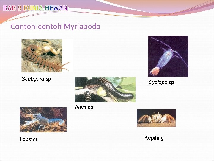 Contoh-contoh Myriapoda Scutigera sp. Cyclops sp. Iulus sp. Lobster Kepiting 