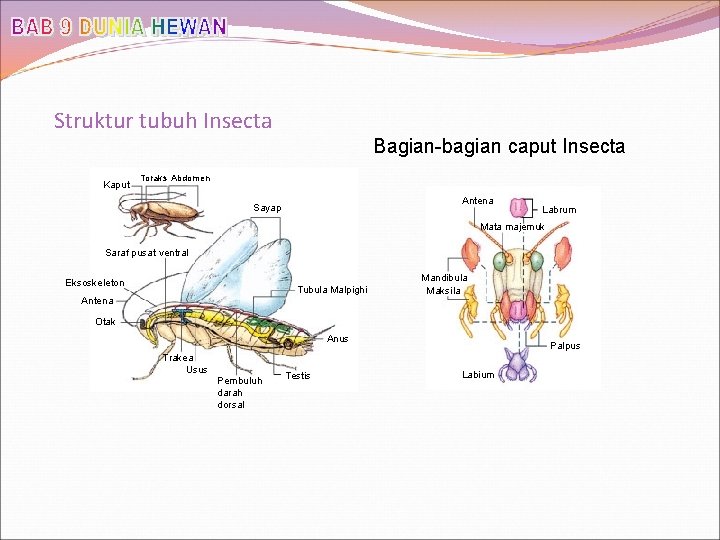 Struktur tubuh Insecta Bagian-bagian caput Insecta Kaput Toraks Abdomen Antena Sayap Labrum Mata majemuk
