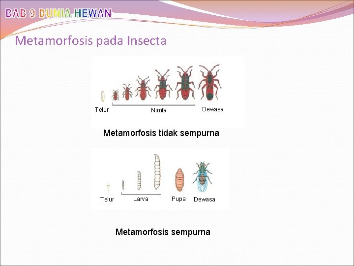 Metamorfosis pada Insecta Telur Dewasa Nimfa Metamorfosis tidak sempurna Telur Larva Pupa Dewasa Metamorfosis