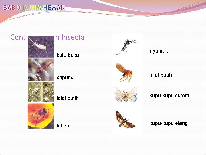 Contoh-contoh Insecta kutu buku nyamuk capung lalat buah lalat putih kupu-kupu sutera lebah kupu-kupu