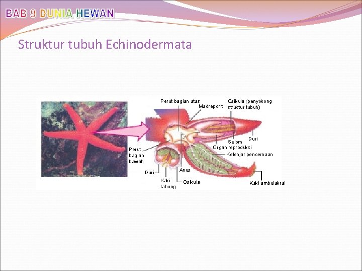 Struktur tubuh Echinodermata Perut bagian atas Osikula (penyokong Madreporit struktur tubuh) Duri Selom Organ