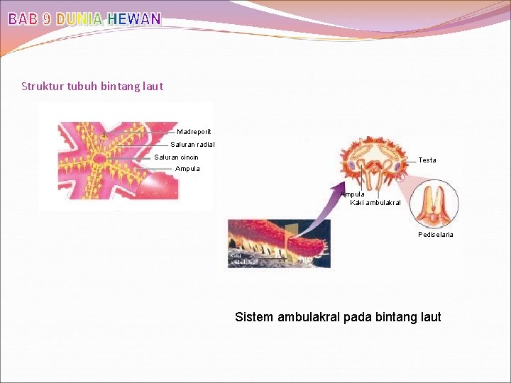 Struktur tubuh bintang laut Madreporit Saluran radial Saluran cincin Testa Ampula Kaki ambulakral Pediselaria