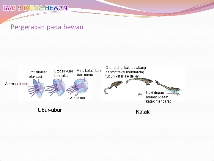 Pergerakan pada hewan Otot sirkuler relaksasi Otot sirkuler kontraksi Air dikeluarkan dari tubuh Otot-otot