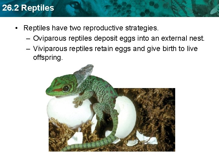 26. 2 Reptiles • Reptiles have two reproductive strategies. – Oviparous reptiles deposit eggs