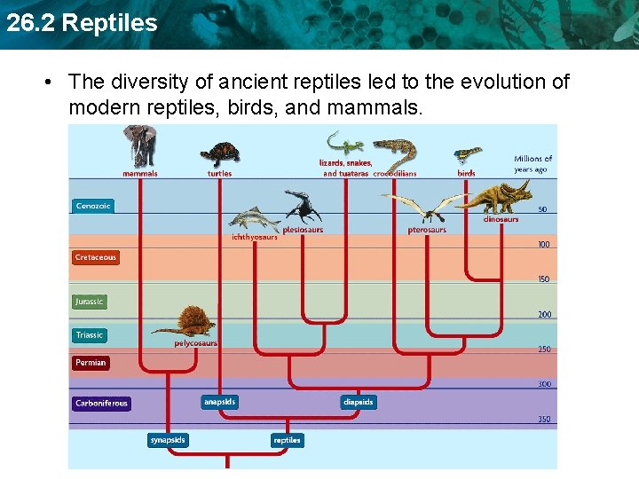 26. 2 Reptiles • The diversity of ancient reptiles led to the evolution of