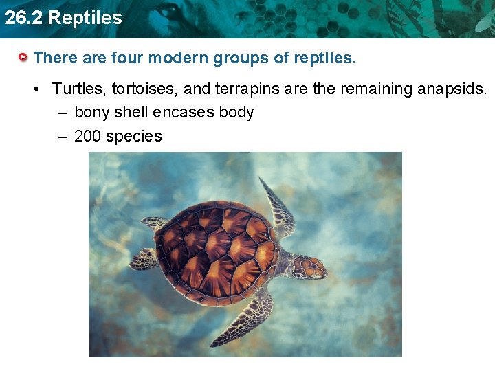 26. 2 Reptiles There are four modern groups of reptiles. • Turtles, tortoises, and