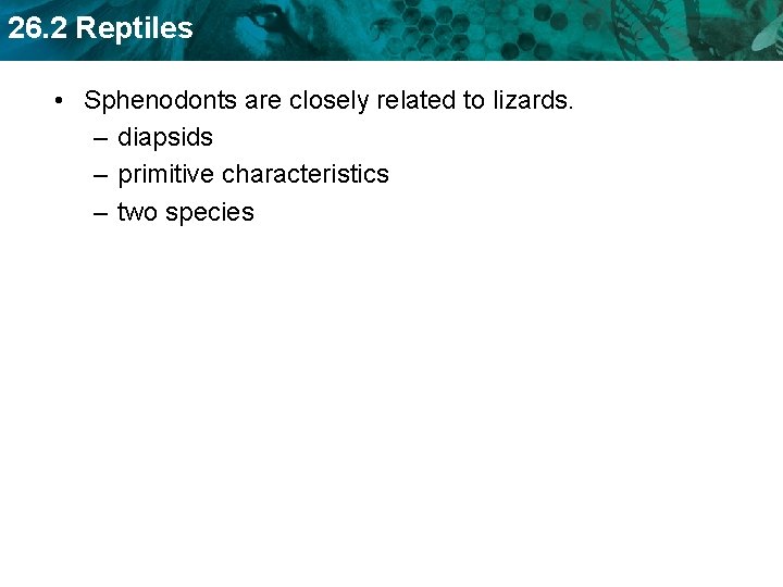 26. 2 Reptiles • Sphenodonts are closely related to lizards. – diapsids – primitive