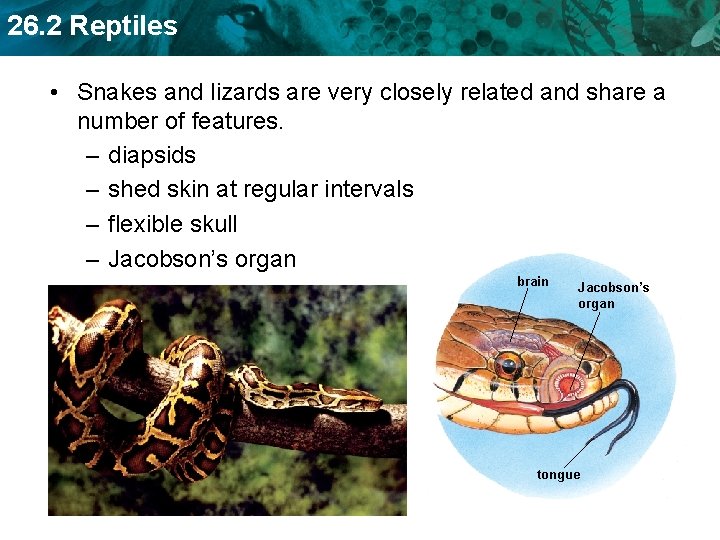 26. 2 Reptiles • Snakes and lizards are very closely related and share a