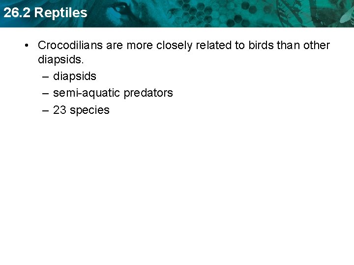 26. 2 Reptiles • Crocodilians are more closely related to birds than other diapsids.