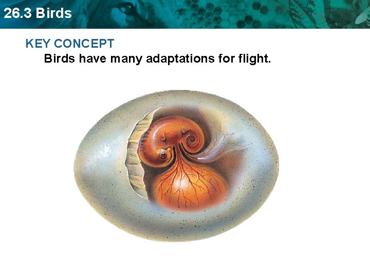 26. 3 Birds KEY CONCEPT Birds have many adaptations for flight. 