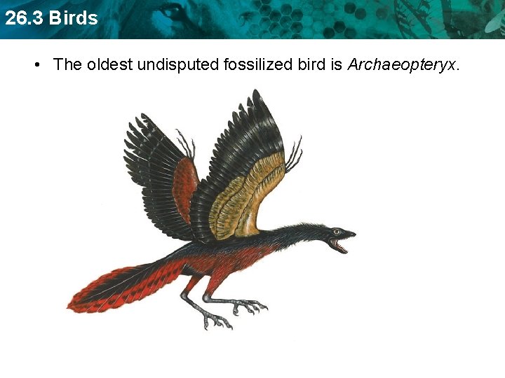 26. 3 Birds • The oldest undisputed fossilized bird is Archaeopteryx. 