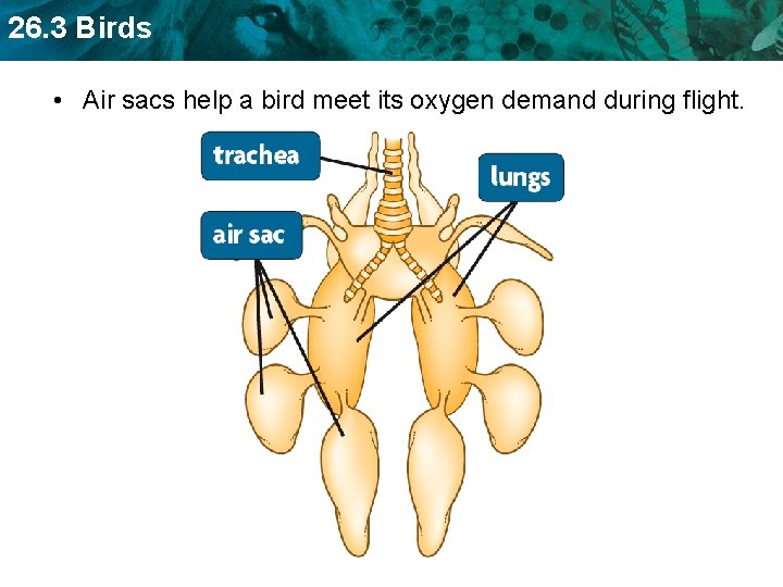 26. 3 Birds • Air sacs help a bird meet its oxygen demand during
