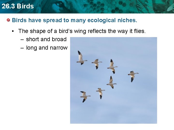 26. 3 Birds have spread to many ecological niches. • The shape of a