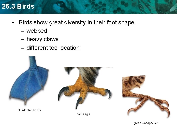 26. 3 Birds • Birds show great diversity in their foot shape. – webbed