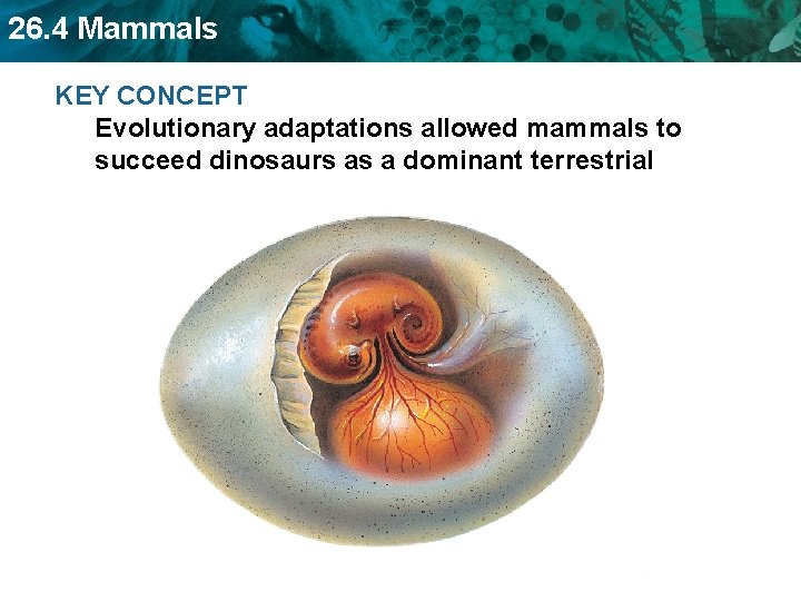 26. 4 Mammals KEY CONCEPT Evolutionary adaptations allowed mammals to succeed dinosaurs as a