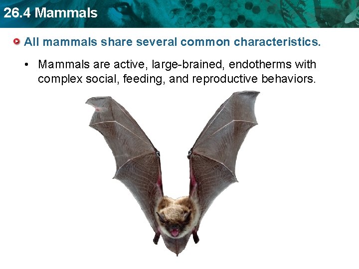 26. 4 Mammals All mammals share several common characteristics. • Mammals are active, large-brained,