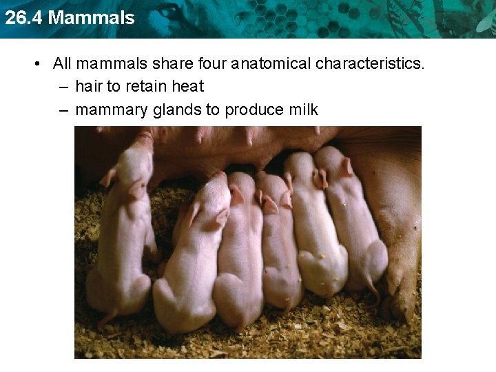 26. 4 Mammals • All mammals share four anatomical characteristics. – hair to retain