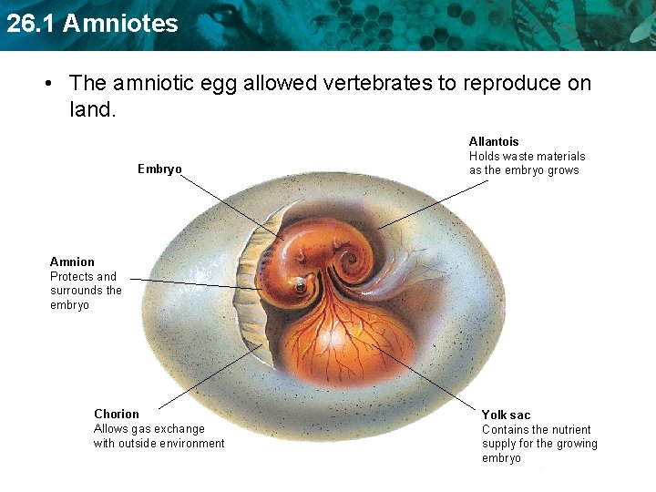 26. 1 Amniotes • The amniotic egg allowed vertebrates to reproduce on land. Embryo