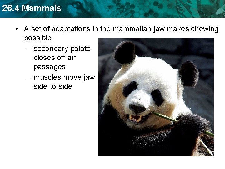 26. 4 Mammals • A set of adaptations in the mammalian jaw makes chewing