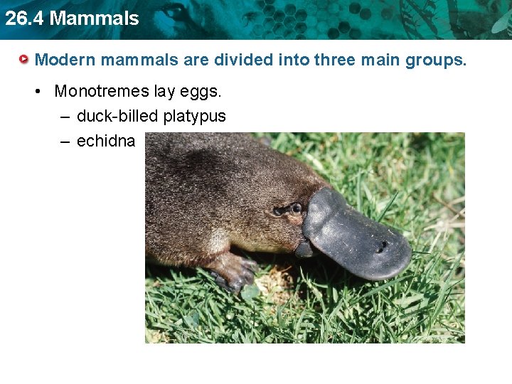 26. 4 Mammals Modern mammals are divided into three main groups. • Monotremes lay