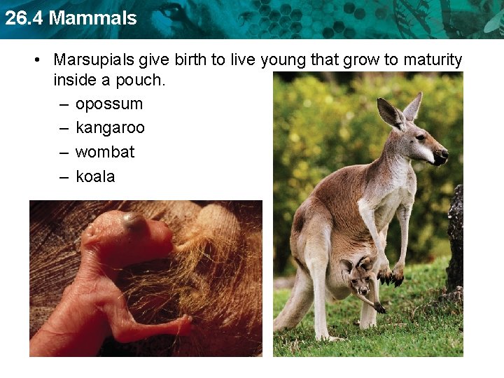 26. 4 Mammals • Marsupials give birth to live young that grow to maturity