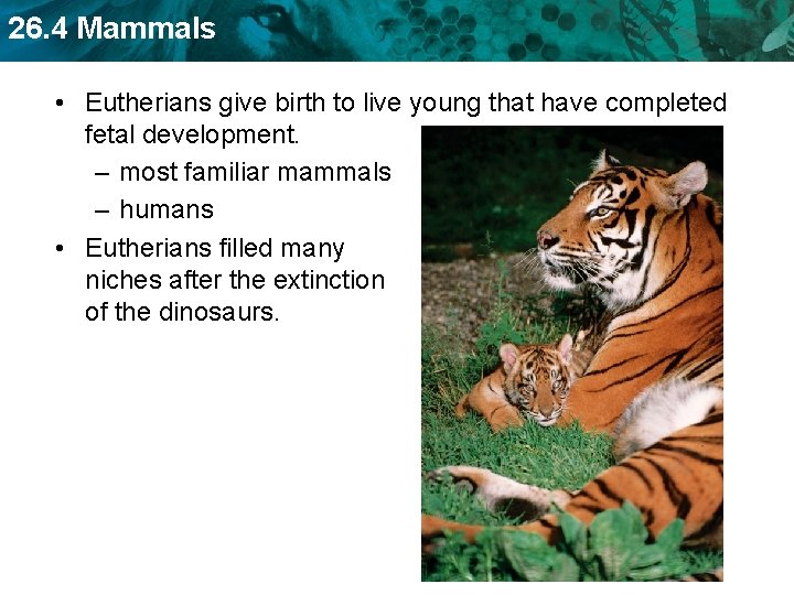 26. 4 Mammals • Eutherians give birth to live young that have completed fetal